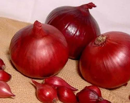 лук